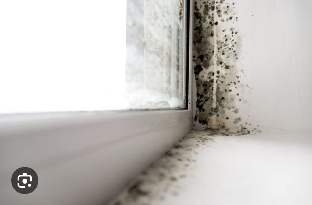 Black Mould by a window in a property